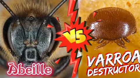 Comment traiter efficacement vos ruches contre le varroa destructor