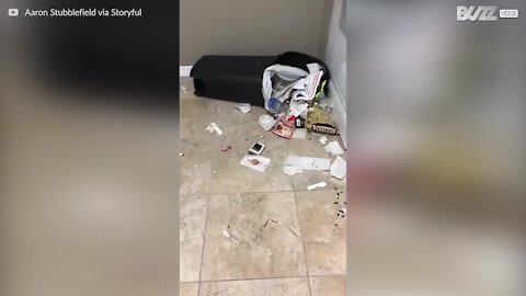 Un chien décide de fouiller la poubelle car son maître est absent