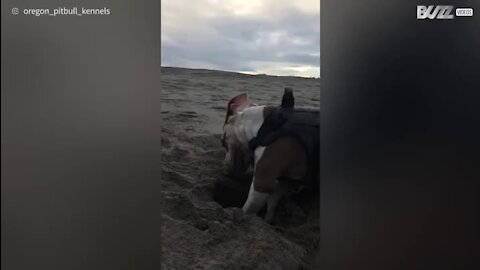 Un chien fait "mordre le sable" à une fillette