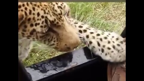 LEOPARD ATTACKED TO poor DOG