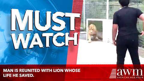 Man Is Reunited With Lion Whose Life He Saved. Wait Until You See How The Animal Thanks Him