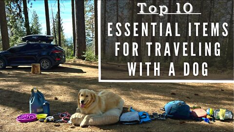 Top 10 Essential Items to Have if Traveling With Your Dog!