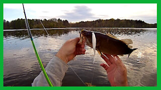 Wade Fishing for Largemouth Bass