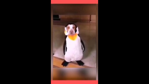 Dog look like as Penguin Cosmetic crazy video 🐕