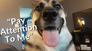 Gerberian Shepsky Temper Tantrum