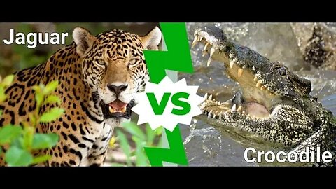 Leopard vs Crocodile Savage Animal 🔥