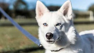 Ce chien s'exprime et indique son désire d'aller à la plage