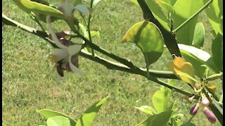 Lemon 🍋 Tree is Growing and Blooming