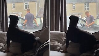 Rottie is totally ecstatic when owner comes home from work