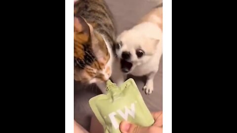 omg funny and angry chiwawa videos - try not to laugh cool pets @shorts @cat_Full-HD