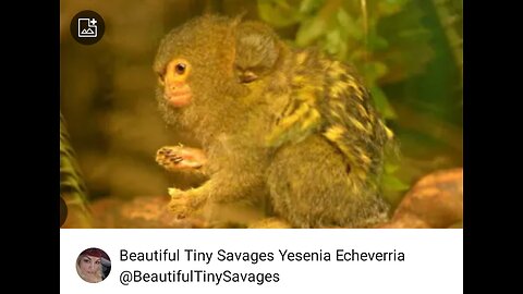 "Itty Bitty Tini Pygmy Baby Marmosets 🐒🐾 Endangered Full Video 🐒🐾🎼🎶 Come See