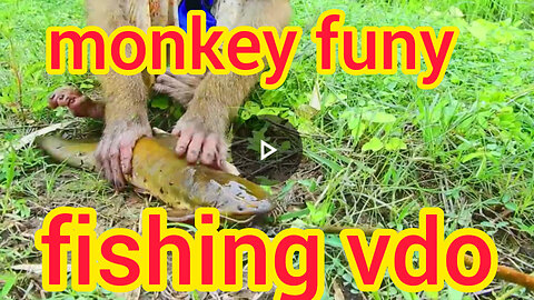 See How Monkeys Catch Fish! Very Engaging Funy Vdo!