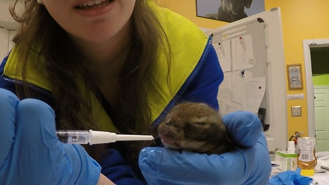 Newborn rabbit rescued after cat attack