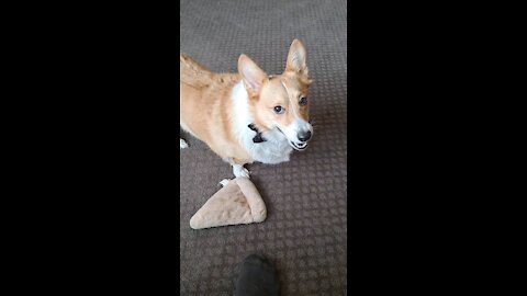 Corgi football