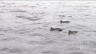 Biologists monitoring dolphins as red tide bloom persists