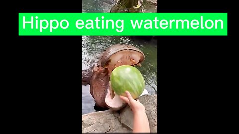 Big hippo eats watermelon