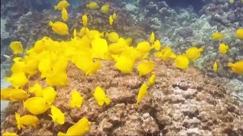 Yellow Tang | Charming Seawater Ornamental Fish