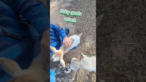 baby goats demand love #animals #fun #pets #pet #goats #baby #relaxing #happy #life #motivation
