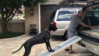 Clever dog teaches puppy how to use ramp