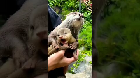 otter degen and baby #otter #animals #otters #otterlucu #berangberang #funny #babyotter