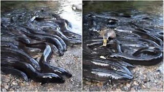 Anguille fuori dall'acqua pur di mangiare