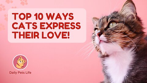 The Top 10 Ways Cats Express Their Love! | Daily Pets Life