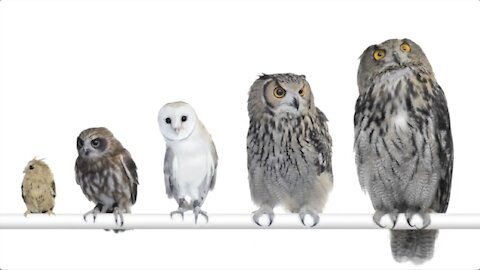 How Many Owls Exist in the World