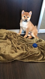 Puppy can't figure out how to bring blanket onto bed