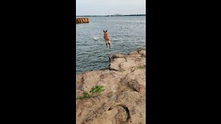 Diving Belgian Malinois