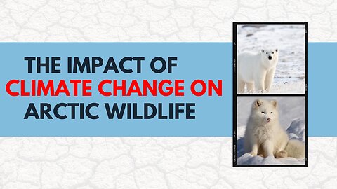 The Impact of Climate Change on Arctic Wildlife (We Must Do Something Before It's Too Late)