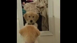 Golden Retriever puppy fights her mirror reflection