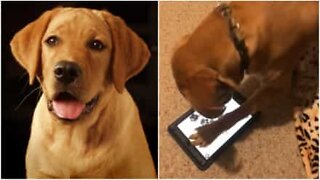 Labrador plays on owner's iPad