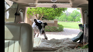 Excited Great Dane and Puppy Can't Wait to go for a Car Ride