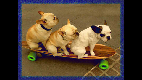 Dog Train Or Dogs ride skateboards