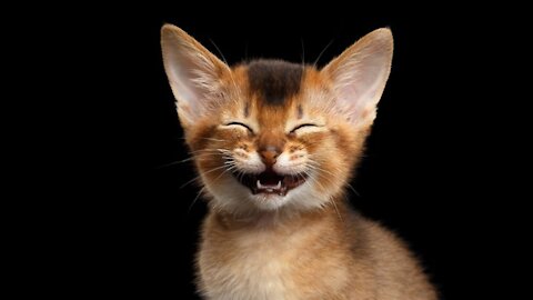 Cats are very funny - laugh with the cats until crying New