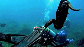 Endangered aquatic bird attacks scuba divers in Galapagos Islands