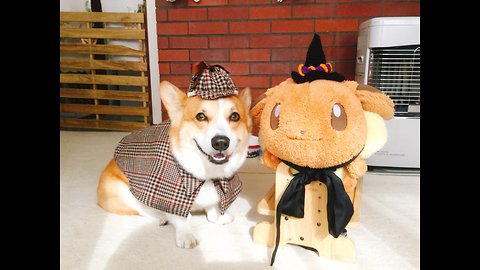 Corgi dresses up as detective for Halloween