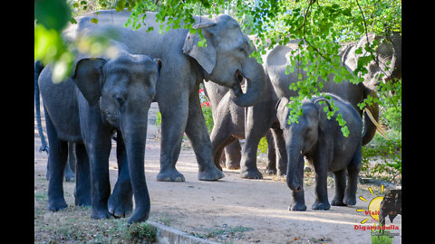 wild elephant srilanka video