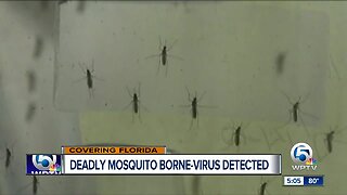 Deadly mosquito-borne virus detected in Florida