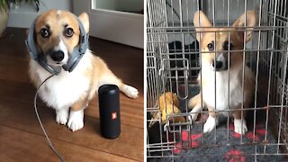 Cute corgi gets locked up in jail