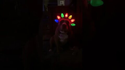 Pig Dog in lights