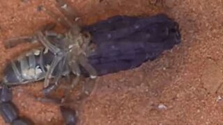 Time-lapse: un scorpion se défait de son exosquelette