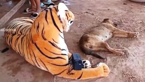 Big Fake Tiger vs Prank Dogs Must Watch Funny Video Will Make