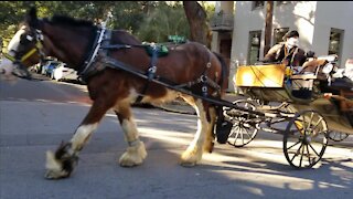 Savannah Street Horse & Carriage