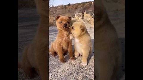 Funny Animal Videos - Awesome Funny Pet Animals | Cute Animals | Super Funny Dog Videos 4