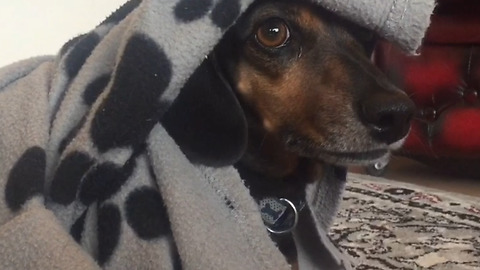 Cute Sausage Dog goes Mad sorting out his Blankets