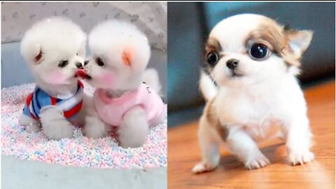 Watch! The Fight of Cute Puppies| They Bite Each Other Videos Compilation | Aww Animals | #Cutest_Dogs
