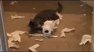 Gata adora destruir papel higiénico!