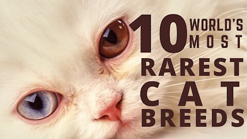 10 Rarest Cat Breeds in the World