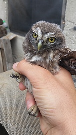 Baby owl